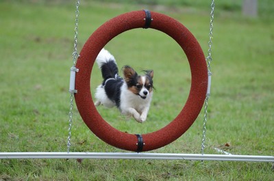 Un chien en pleine forme Un chien en pleine forme