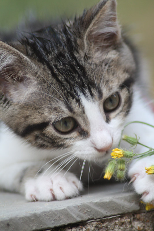 Chaton s'entant une fleur