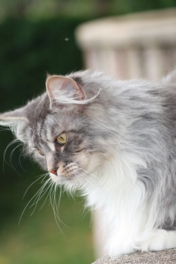 Chat angora