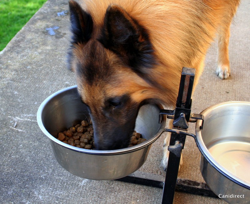 Chaque changement d’alimentation entraîne une nouvelle adaptation du système digestif du chien.