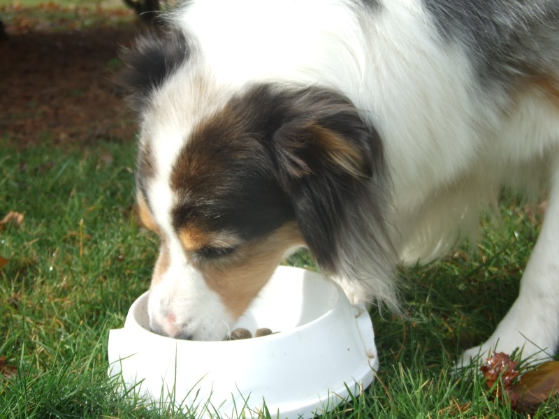 Chaque changement d’alimentation entraîne une nouvelle adaptation du système digestif du chien.