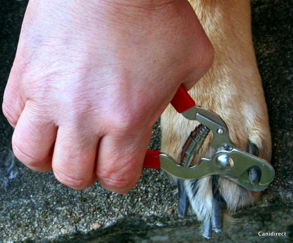 Comme nos ongles, les griffes contiennent une matrice (avec système nerveux et veineux) qu’il faut éviter d’entailler