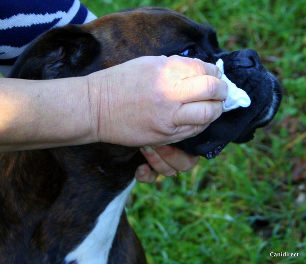 Soigner les yeux de son chien